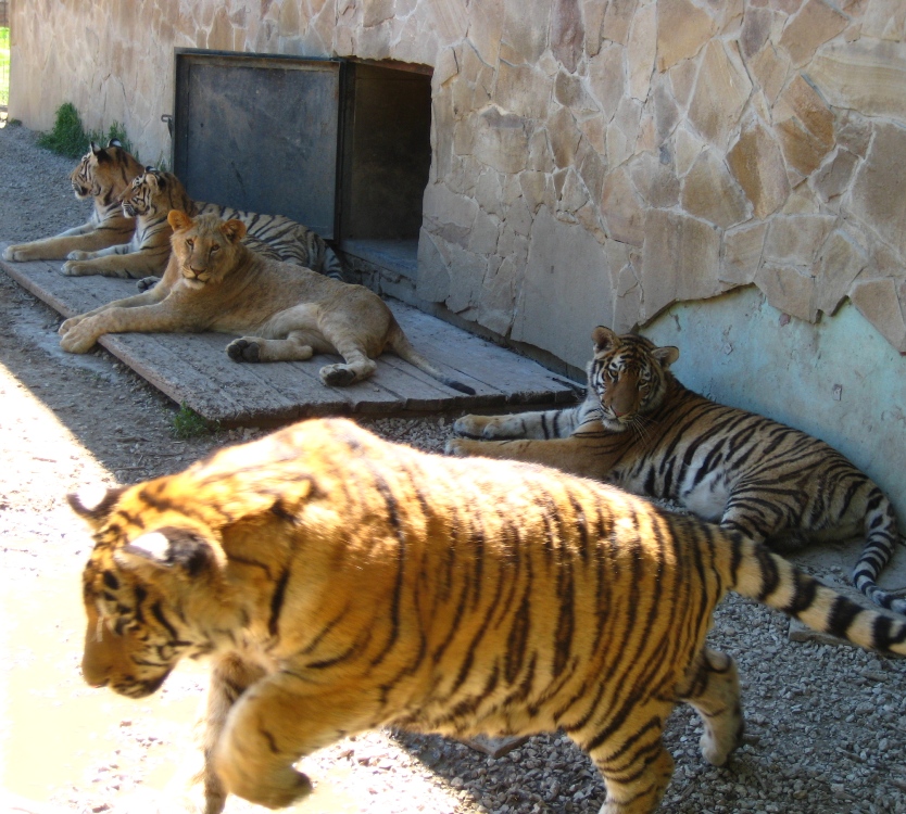 Экскурсия в Тайган из Феодосии тигры | Крымские Экскурсии kr-ex.ru +7978 0101810