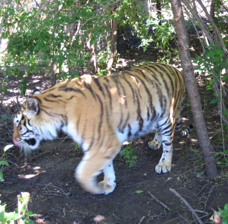 Экскурсия в Тайган из Николаевки тигры | Крымские Экскурсии kr-ex.ru +7978 0101810