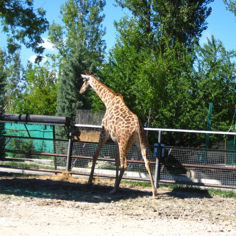 Экскурсия в Тайган из Николаевки жираф | Крымские Экскурсии kr-ex.ru +7978 0101810