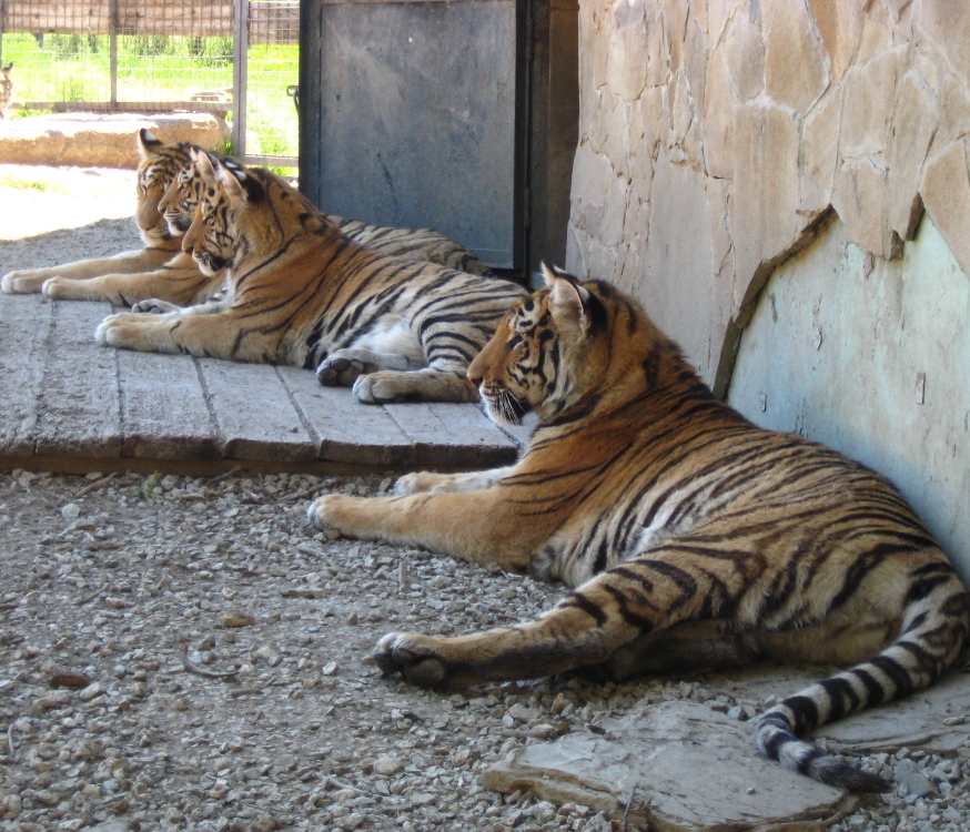 Экскурсия в Тайган из Евпатории тигры | Крымские Экскурсии kr-ex.ru +7978 0101810